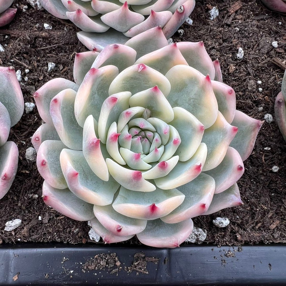 Echeveria chihuahuaensis variegated Rare Succulent Live Plant Live Suc