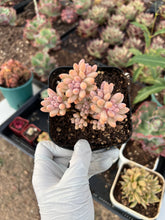 Load image into Gallery viewer, Pachyphytum 'Machucae' Baby finger Rare Succulent Imported from Korea Live Plant Live Succulent Cactus
