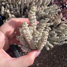 Load image into Gallery viewer, Crassula Perforata Variegated Rare Succulent Live Plant Live Succulent Cactus