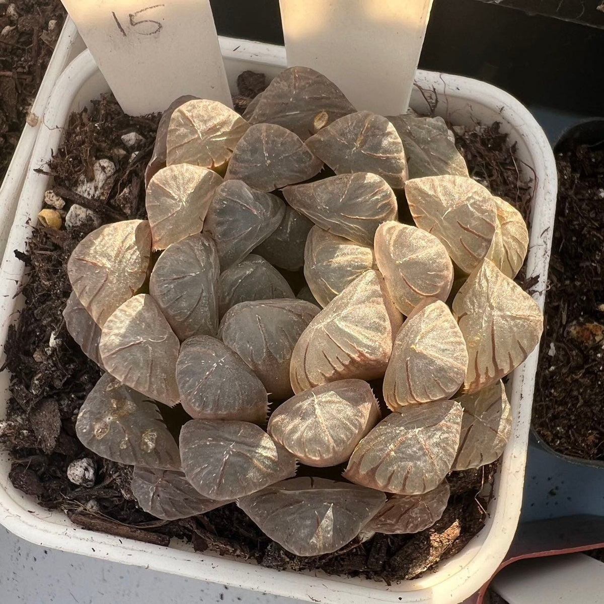 ice lantern succulent Haworthia Cooperi Ice Lantern Rare Succulent Imported from Korea Live Plant Live Succulent Cactus – cactus cat succulents