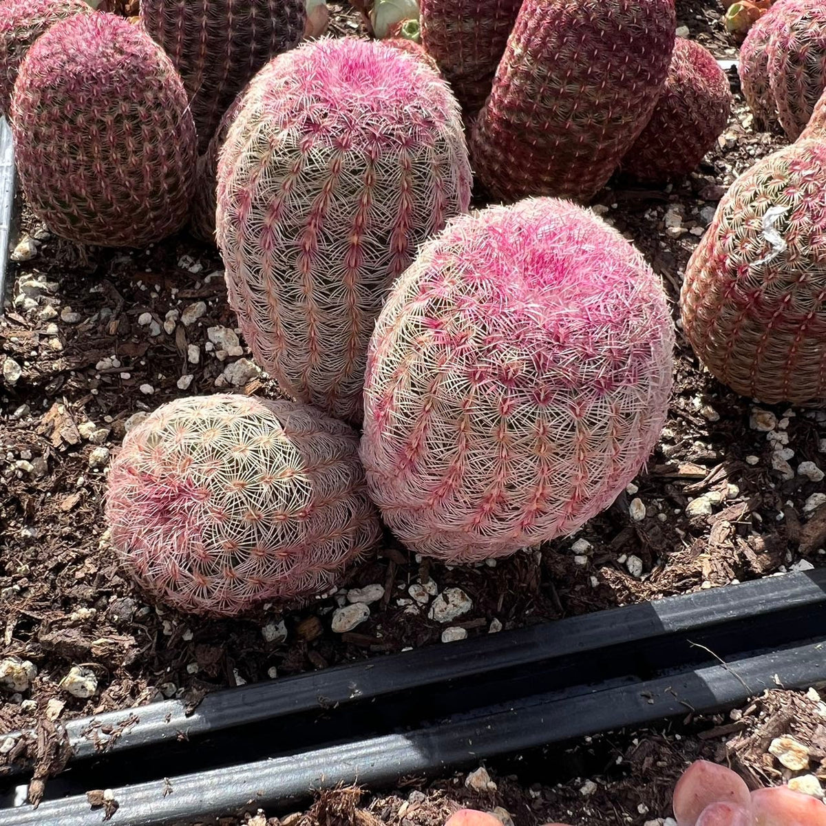 rainbow cactus succulent Echinocereus rigidissimus var. rubrispinus Rainbow Cactus Rainbow Hedgehog  Cactus Large Rare Succulent Live Plant Live Succulent Cactus – cactus cat  succulents