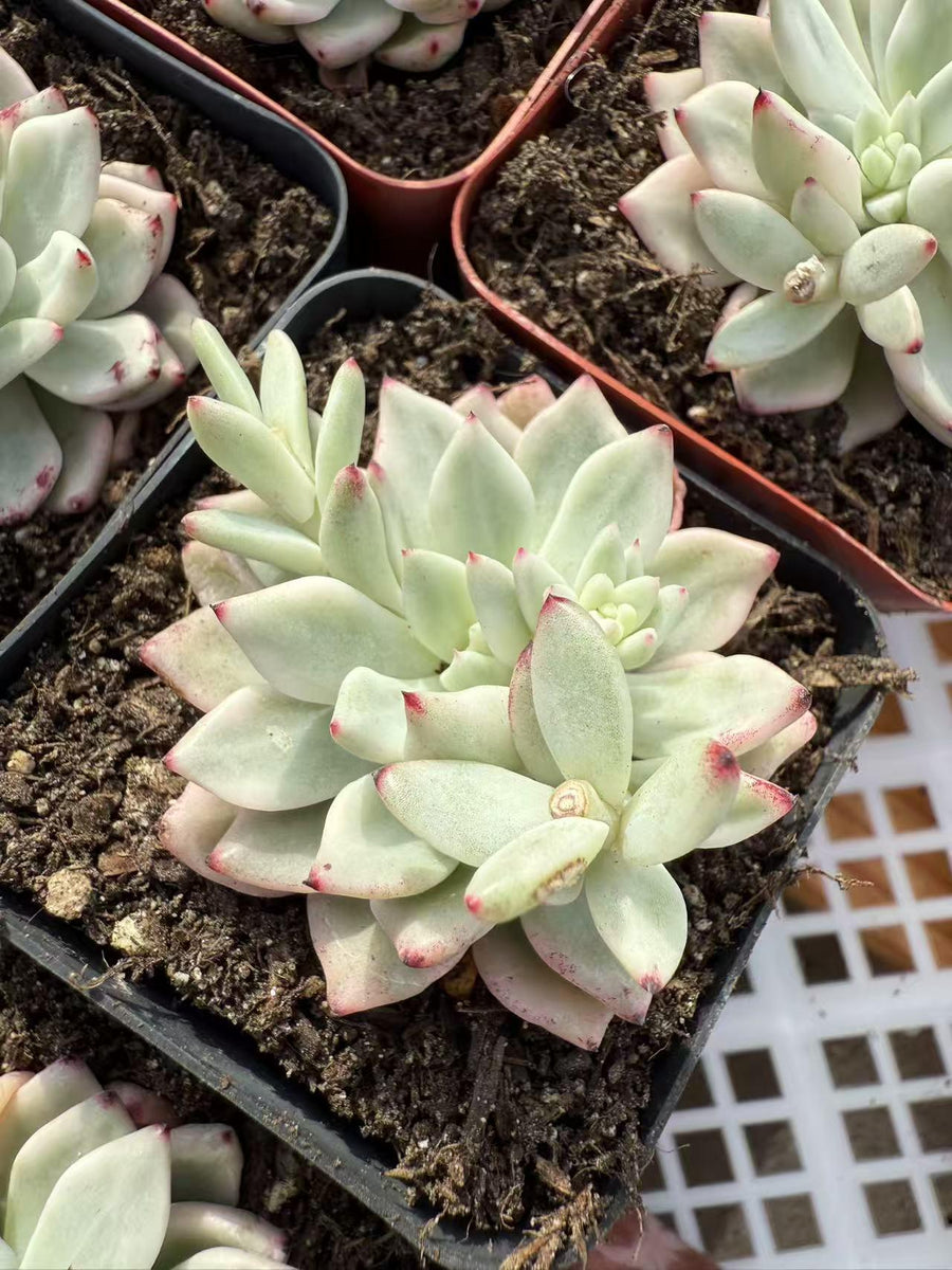 succulents that survive snow Echeveria ice snow beauty variegated – cactus cat succulents