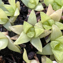 Load image into Gallery viewer, Haworthia “gold” baby Rare Succulent Imported from Korea Live Plant Live Succulent Cactus