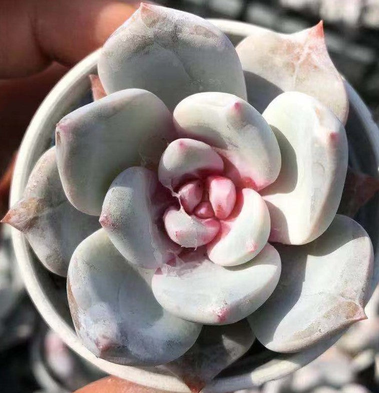 Cactus Cat Succulent Gift Card cactus cat succulents