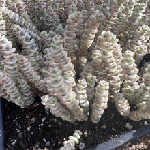 Load image into Gallery viewer, Crassula Perforata Variegated Rare Succulent Live Plant Live Succulent Cactus