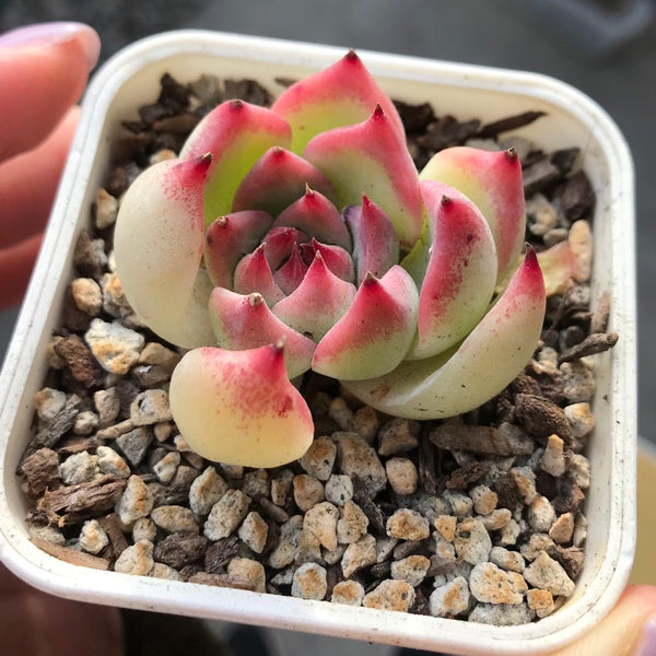 Let's talk about succulent soil mix