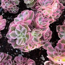 Load image into Gallery viewer, Aeonium Pink Witch Cluster Rare Succulent Imported from Korea Live Plant Live Succulent Cactus
