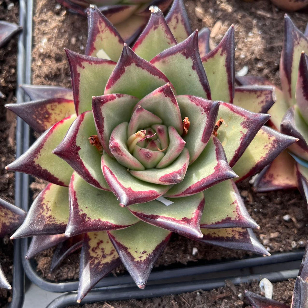 Echeveria dark lord Rare Succulent Live Plant Live Succulent Cactus
