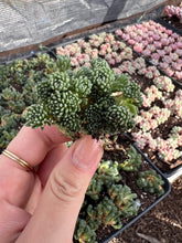 Load image into Gallery viewer, Sedum multiceps Rare Succulent Imported from Korea Live Plant Live Succulent Cactus
