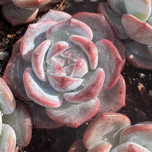 Load image into Gallery viewer, Echeveria monroe selected Rare Succulent Live Plant Live Succulent Cactus
