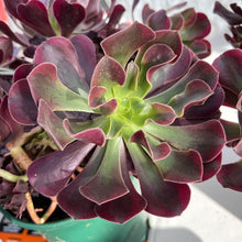 Load image into Gallery viewer, Aeonium Medusa Rare Succulent Imported from Korea Live Plant Live Succulent Cactus
