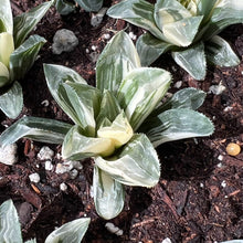 Load image into Gallery viewer, Haworthia cymbiformis var. cymbiformis variegated Rare Succulent Imported from Korea Live Plant Live Succulent Cactus
