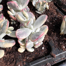 Load image into Gallery viewer, Cotyledon orbiculata cv. variegated Rare Succulent Live Plant Live Succulent Cactus
