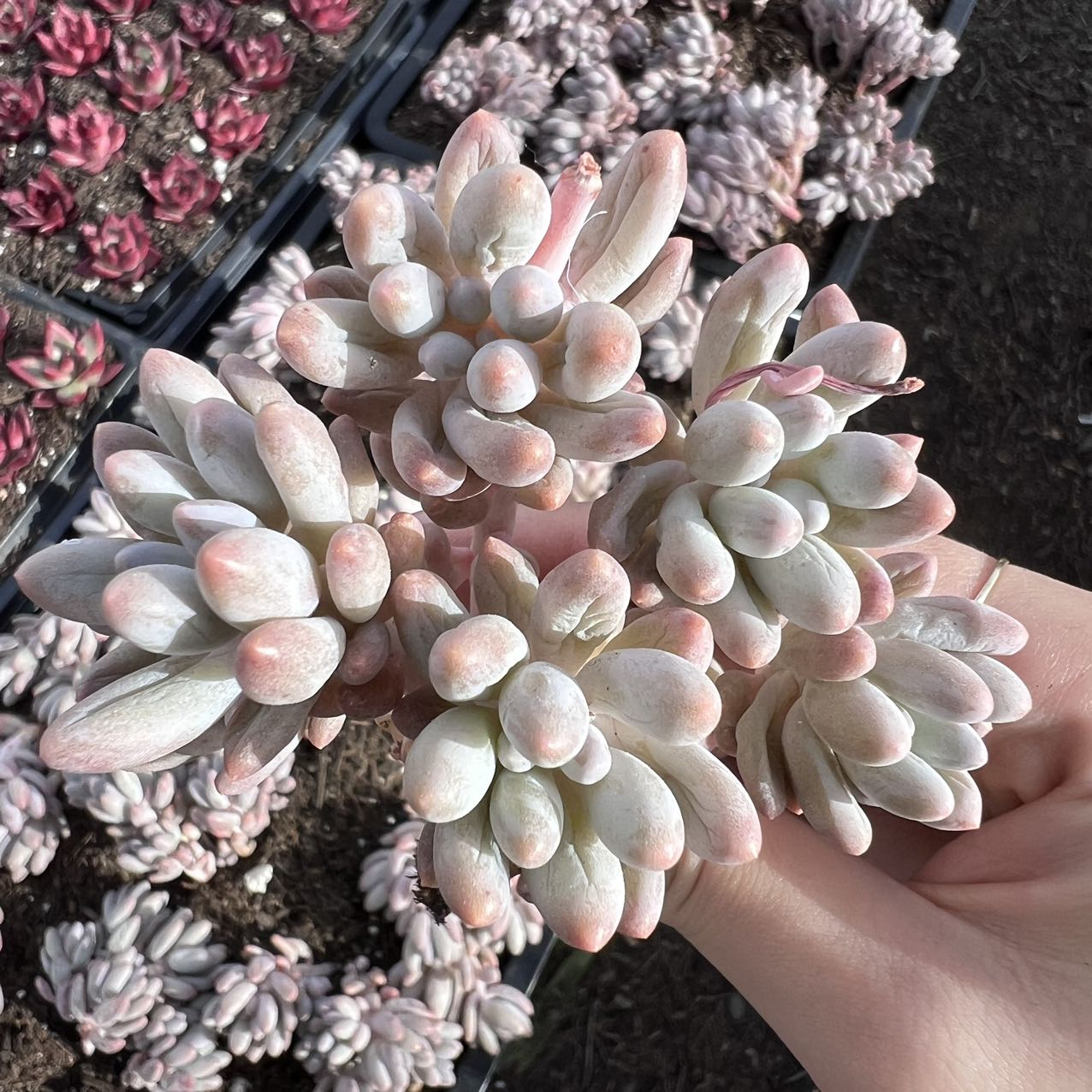 Pachyphytum 'Machucae' Baby finger – cactus cat succulents