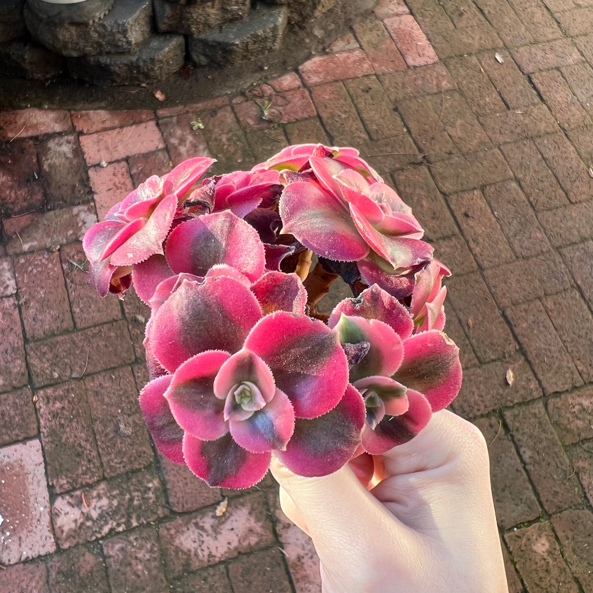 Aeonium Pink Witch at amazing price – cactus cat succulents