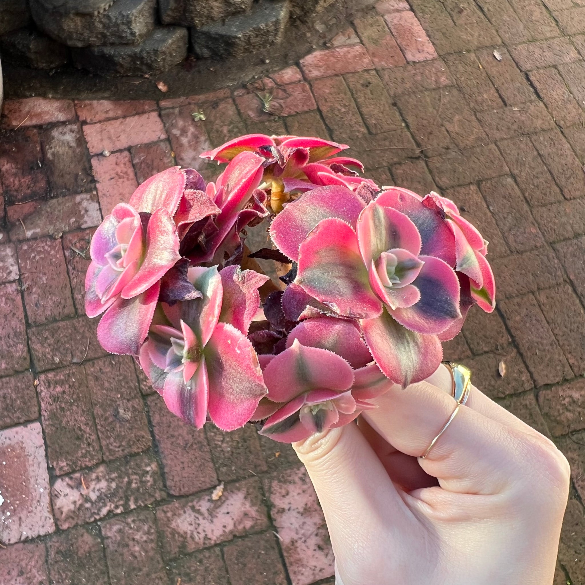 pink trailing succulent Aeonium Pink Witch at amazing price – cactus cat succulents