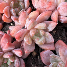 Load image into Gallery viewer, Echeveria star orange beauty double head Rare Succulent Live Plant Live Succulent Cactus
