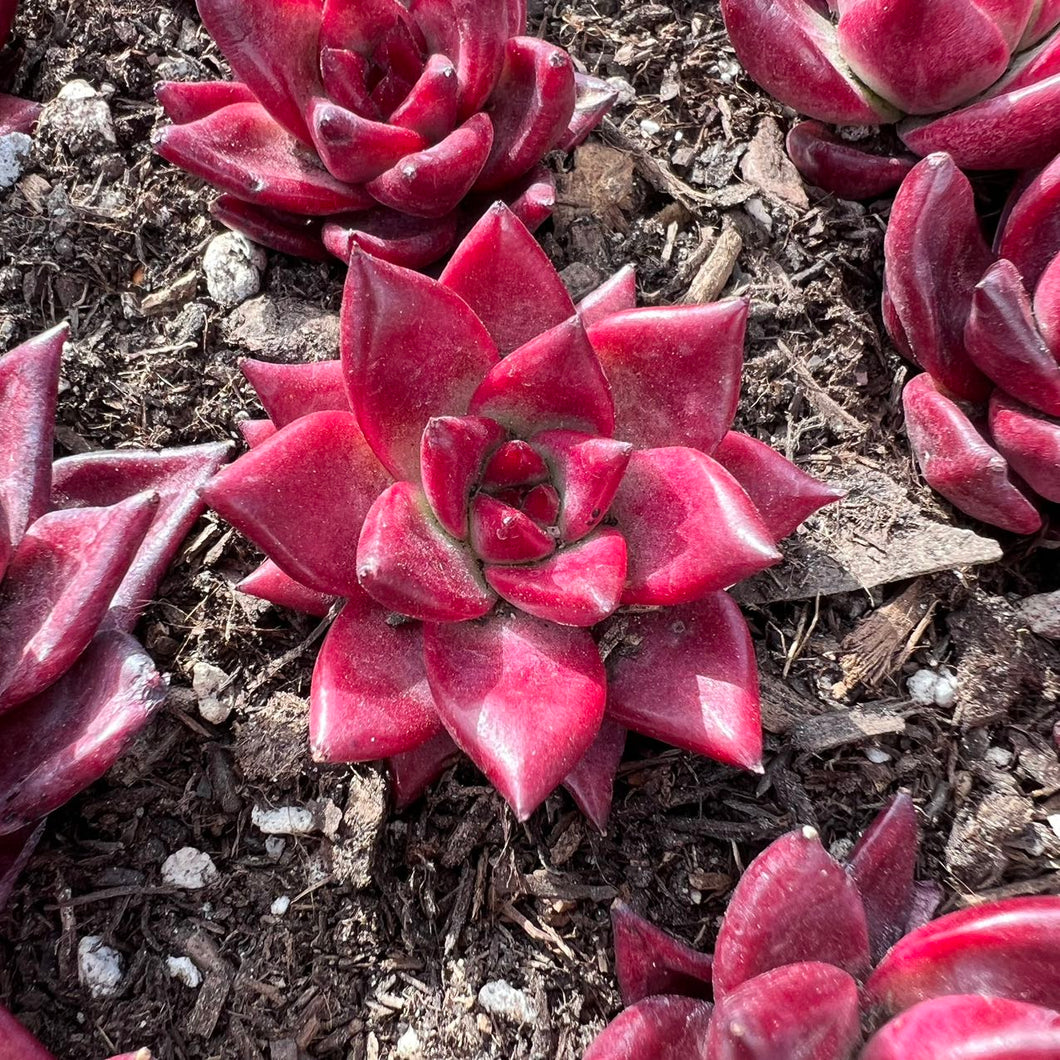 succulent plants live Echeveria robin – cactus cat succulents