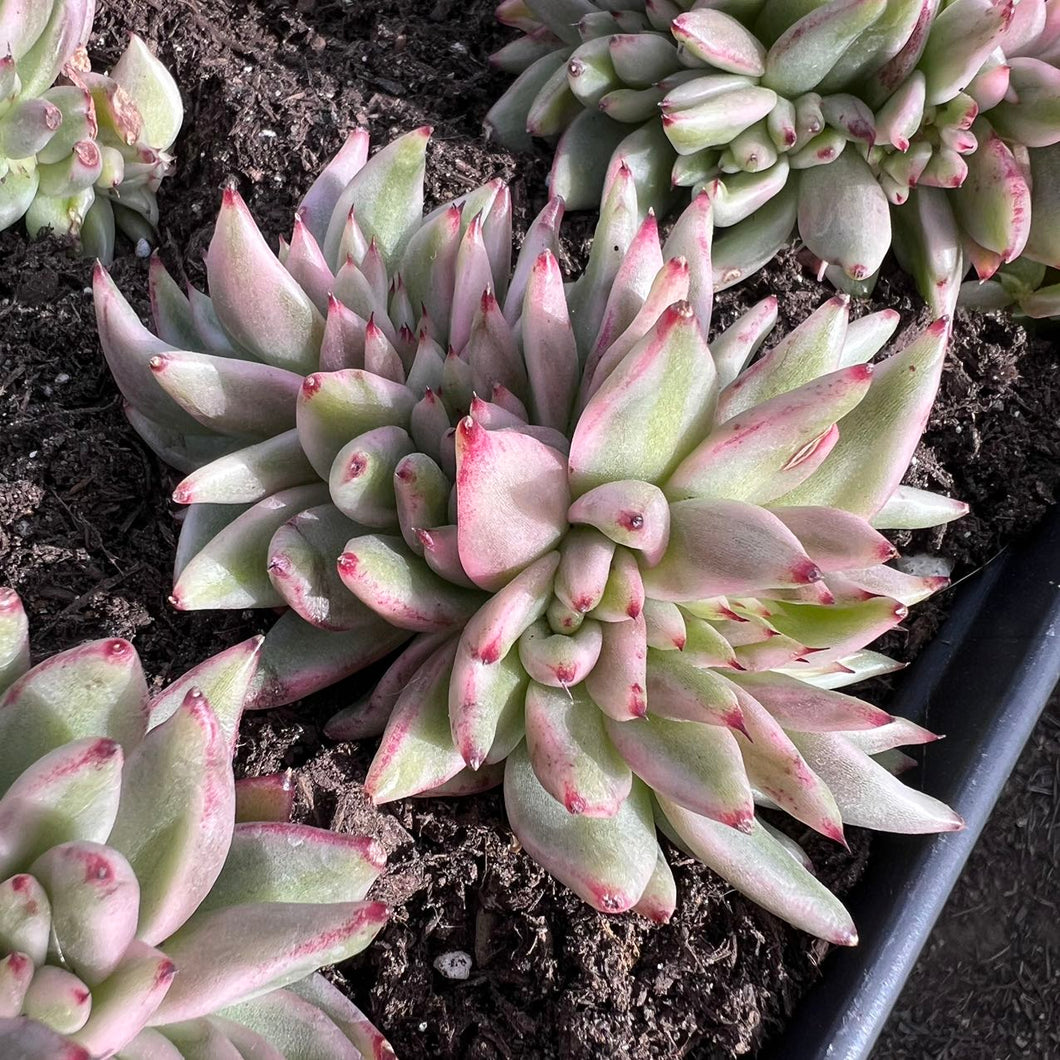 elk antler succulent Echeveria Elk Soul Variegated Cristata – cactus cat succulents