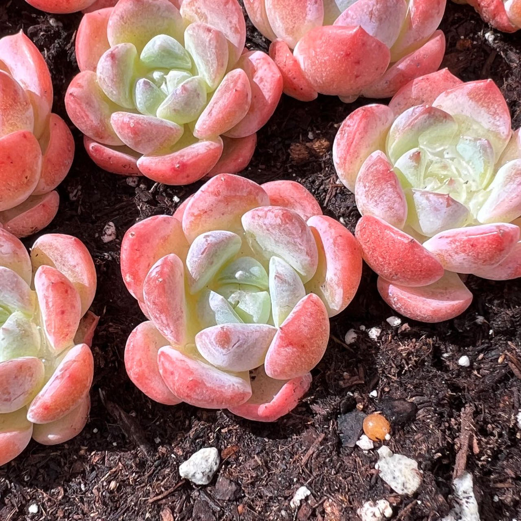 Echeveria jelly candy Rare Succulent Live Plant Live Succulent Cactus