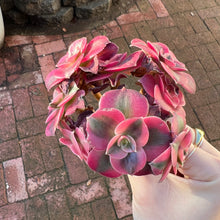 Load image into Gallery viewer, Aeonium Pink Witch Cluster Rare Succulent Imported from Korea Live Plant Live Succulent Cactus
