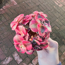 Load image into Gallery viewer, Aeonium Pink Witch Cluster Rare Succulent Imported from Korea Live Plant Live Succulent Cactus
