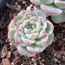 Load image into Gallery viewer, Echeveria &quot;red velvet&quot; 天鹅绒/红丝绒 Rare Succulent Imported from Korea
