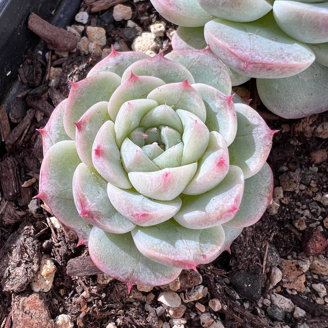 Echeveria 