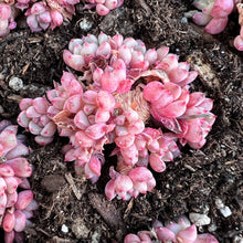 Load image into Gallery viewer, Echeveria lychee candy Rare Succulent Live Plant Live Succulent Cactus
