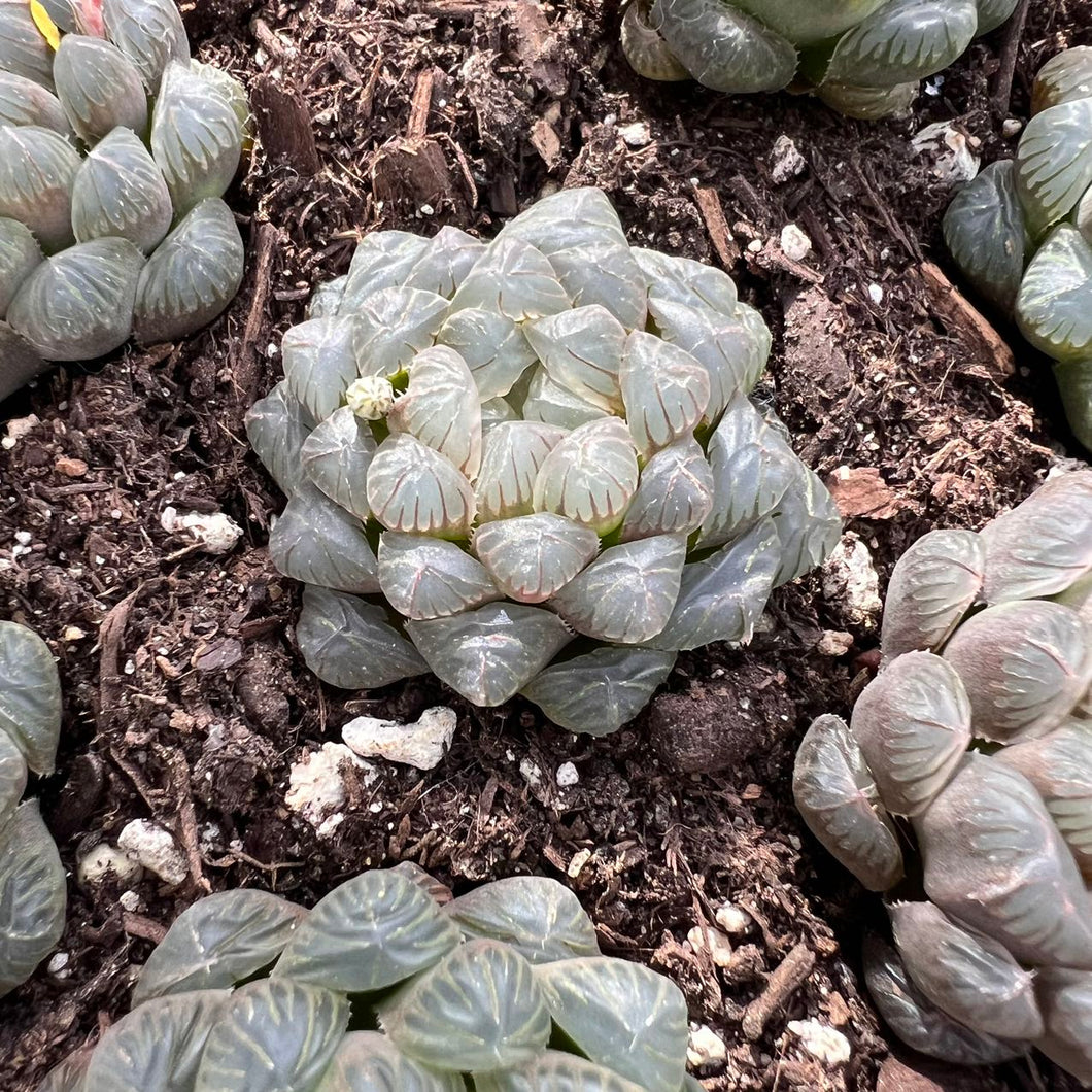 Haworthia cooperi Rare Succulent Live Plant Live Succulent Cactus