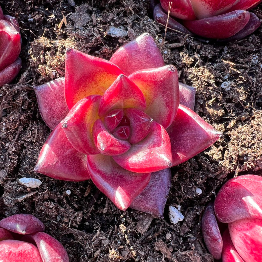 kyte succulent Echeveria red knight – cactus cat succulents