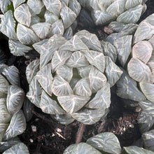 Load image into Gallery viewer, Haworthia Cooperi Ice Lantern Rare Succulent Imported from Korea
