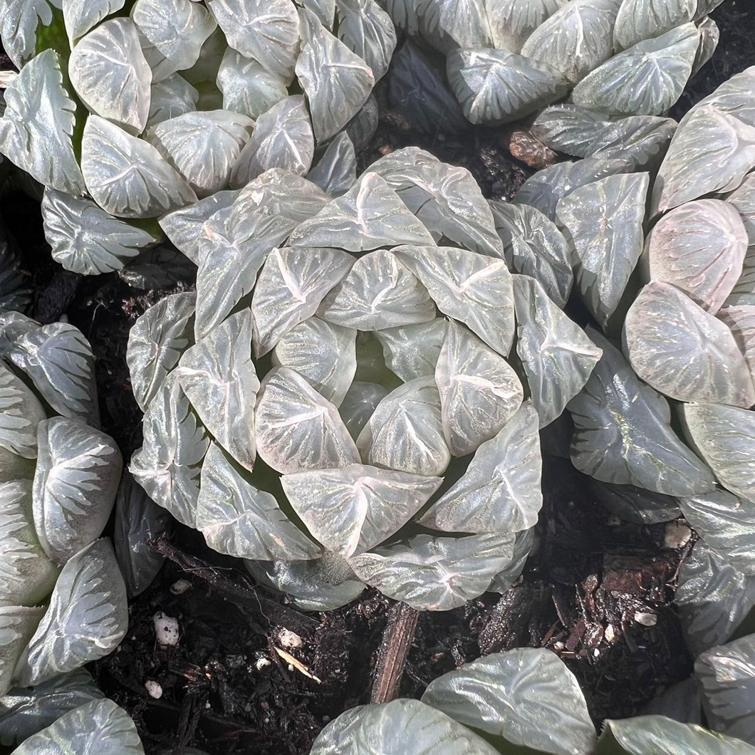 Haworthia Cooperi Ice Lantern Rare Succulent Imported from Korea