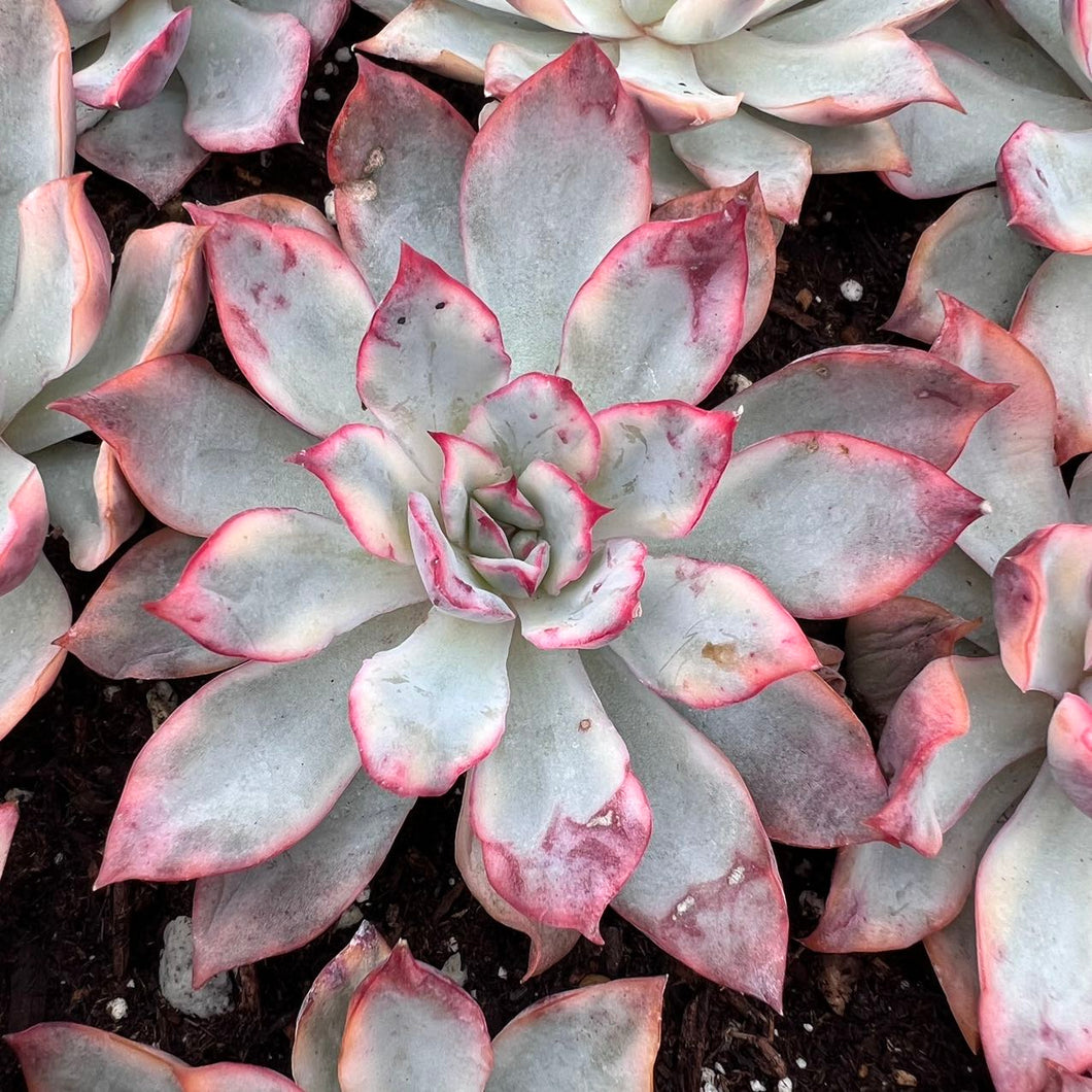 Echeveria Esther Variegated Rare Succulent Live Plant Live Succulent Cactus