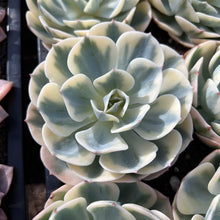 Load image into Gallery viewer, Echeveria Compton Carousel Variegated Rare Succulent Live Plant Live Succulent Cactus
