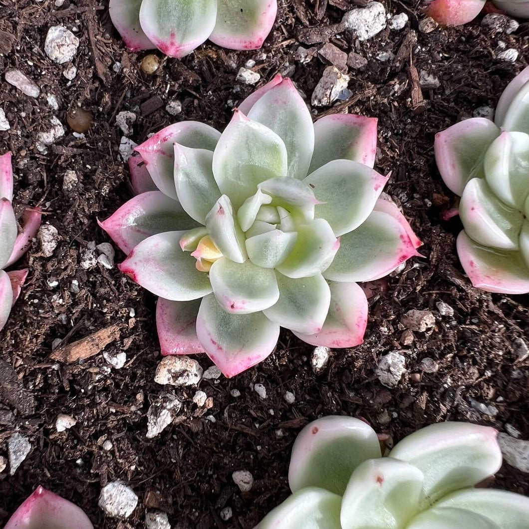 Echeveria butterfly variegated Rare Succulent Live Plant Live Succulent Cactus