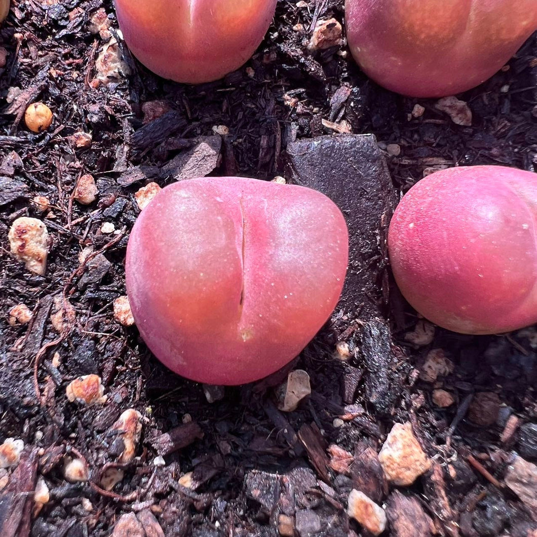 Conophytum maughanii cherry