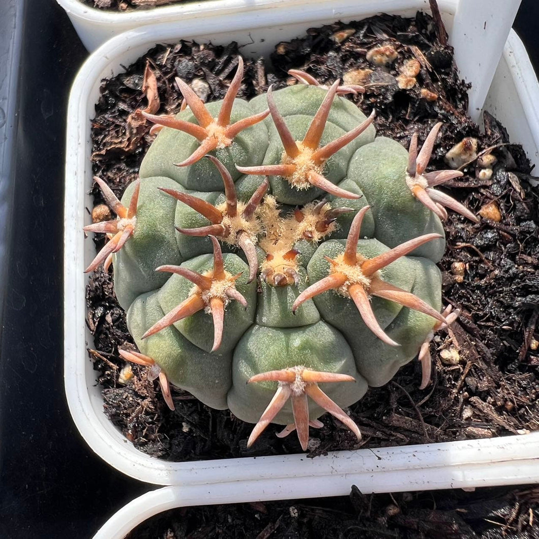 Gymnocalycium spegazzinii