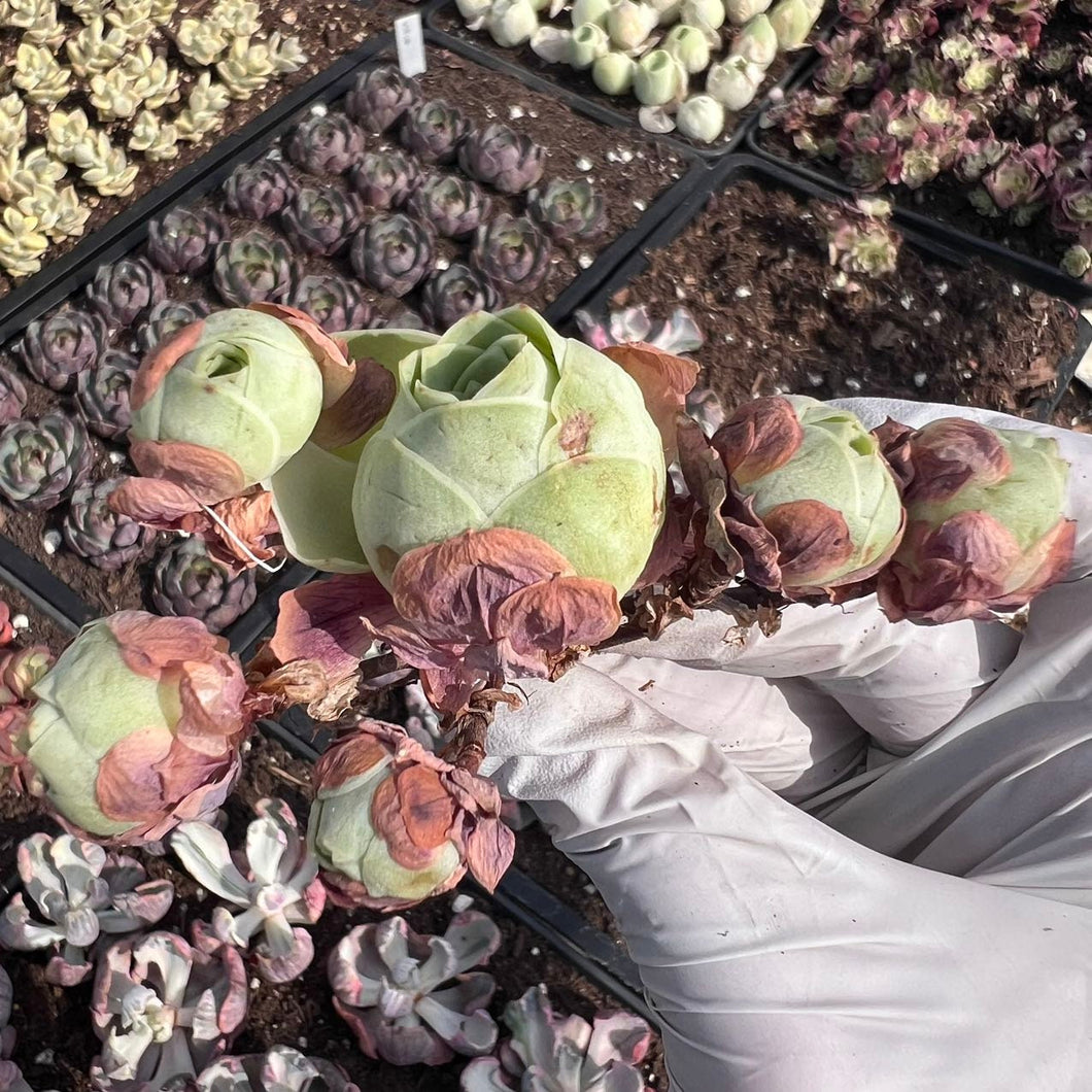 Aeonium red velvet