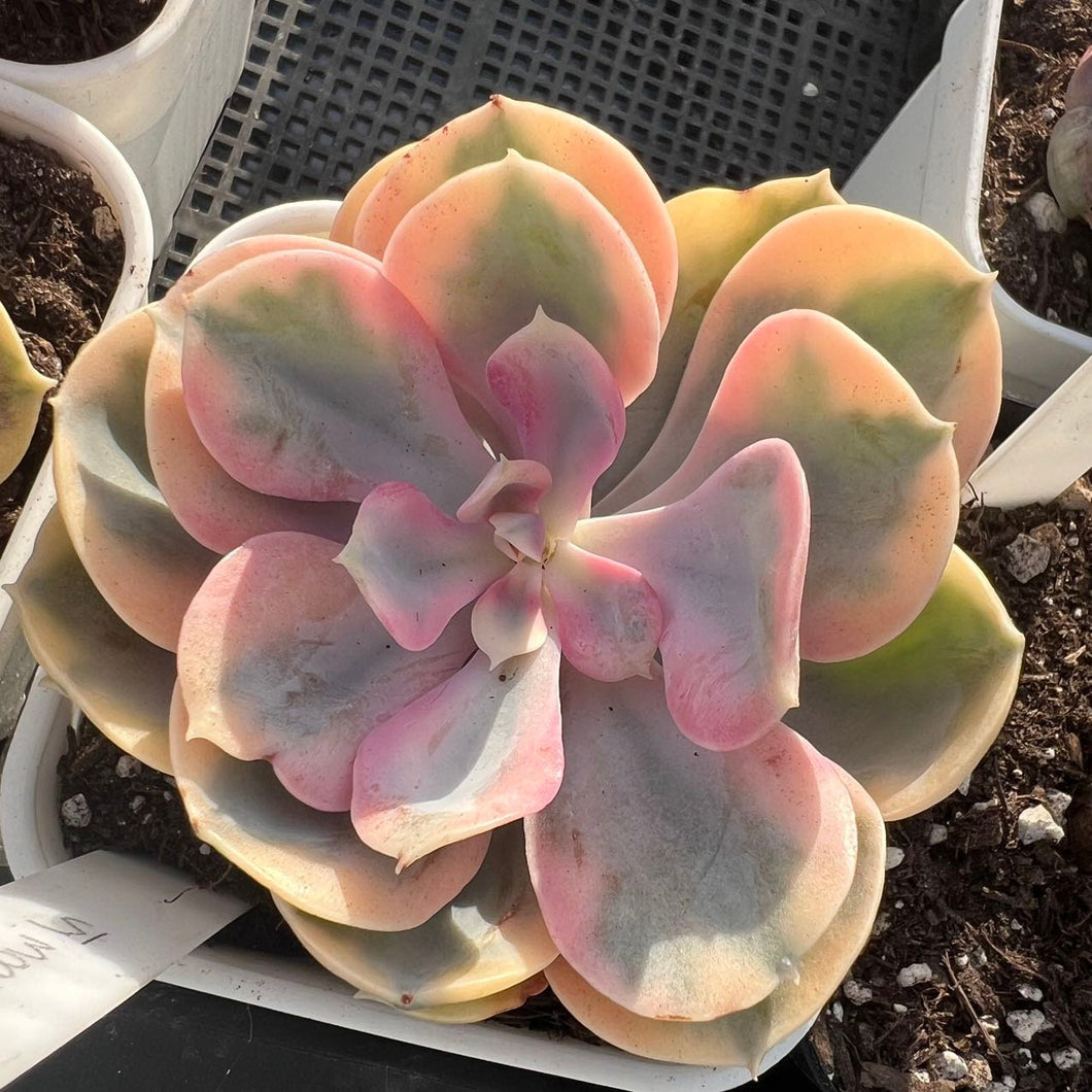 Echeveria rainbow