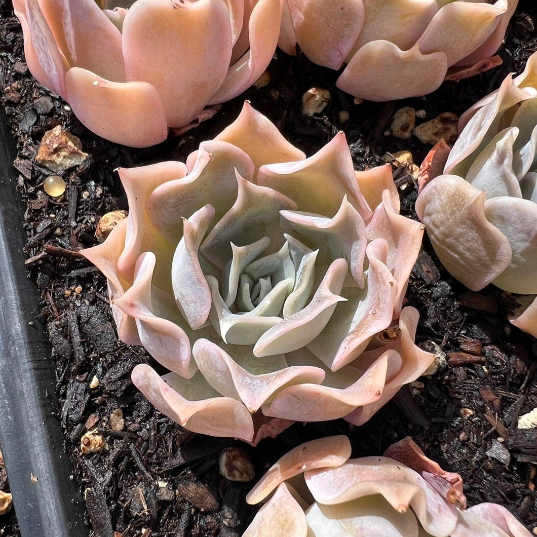 Echeveria desert camel