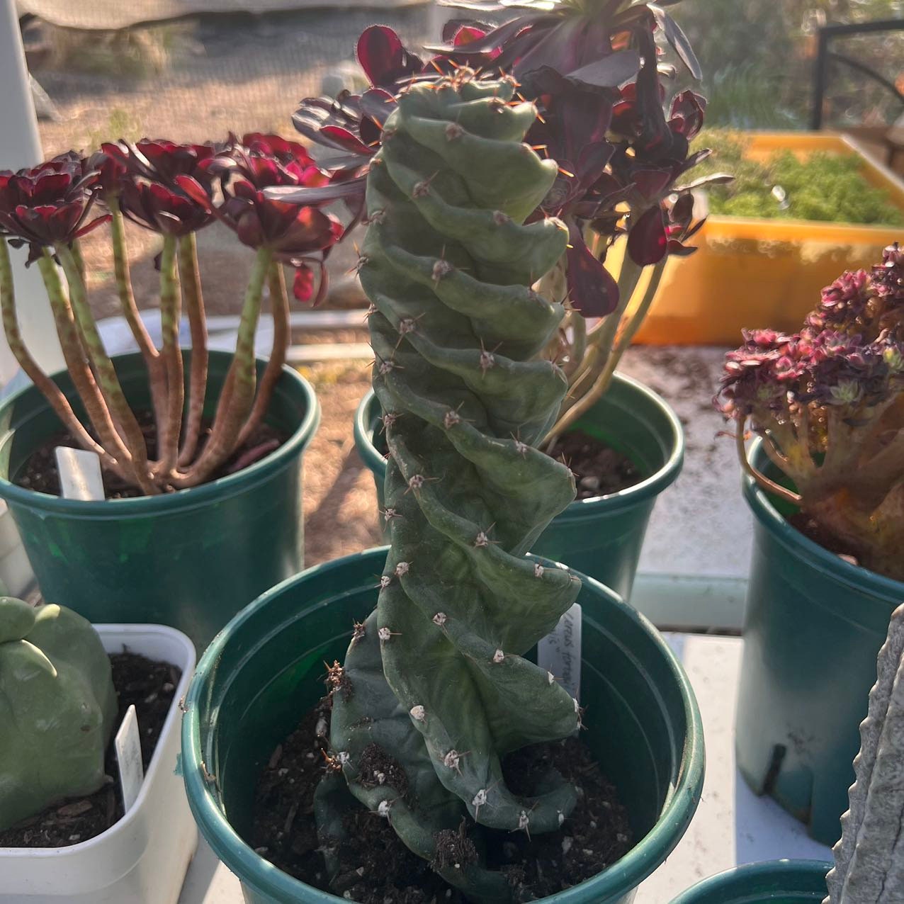 Cereus forbesii 'Spiralis' Tornado Cactus Rare Succulent Live Plant Live  Succulent Cactus – cactus cat succulents