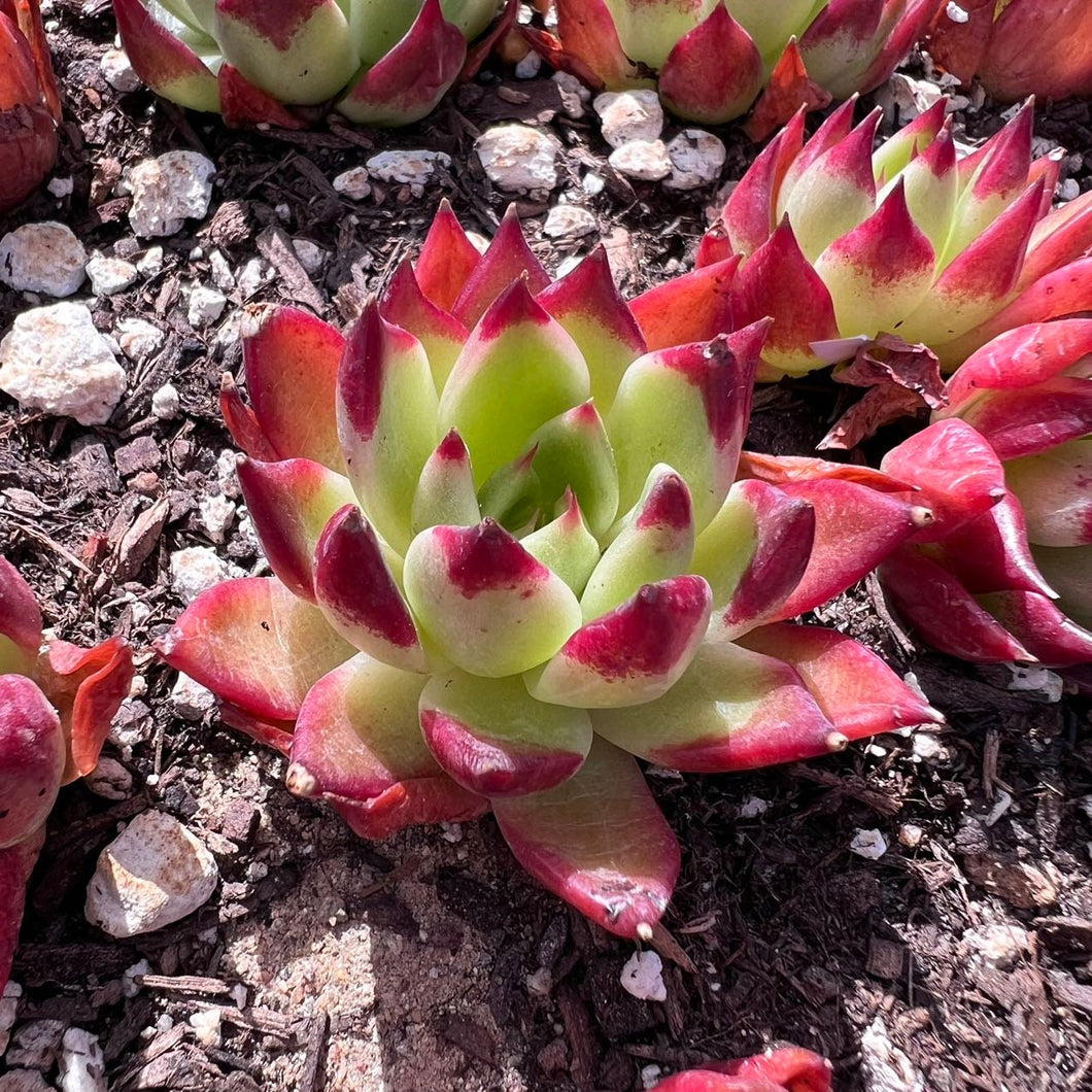 Echeveria dark night
