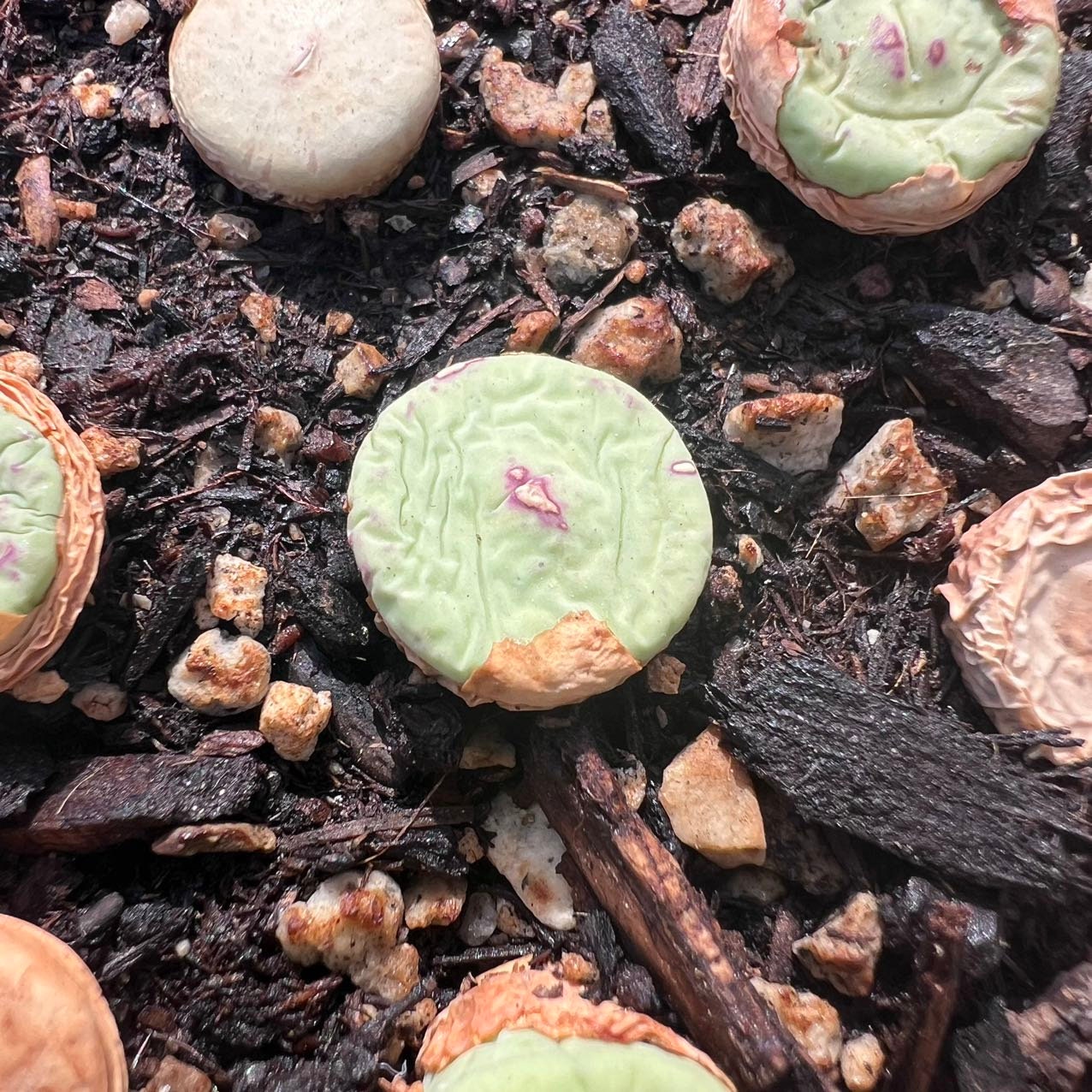 New Views of the Genus Conophytum コノフィツム コノフィツム (Conophytum sp.)