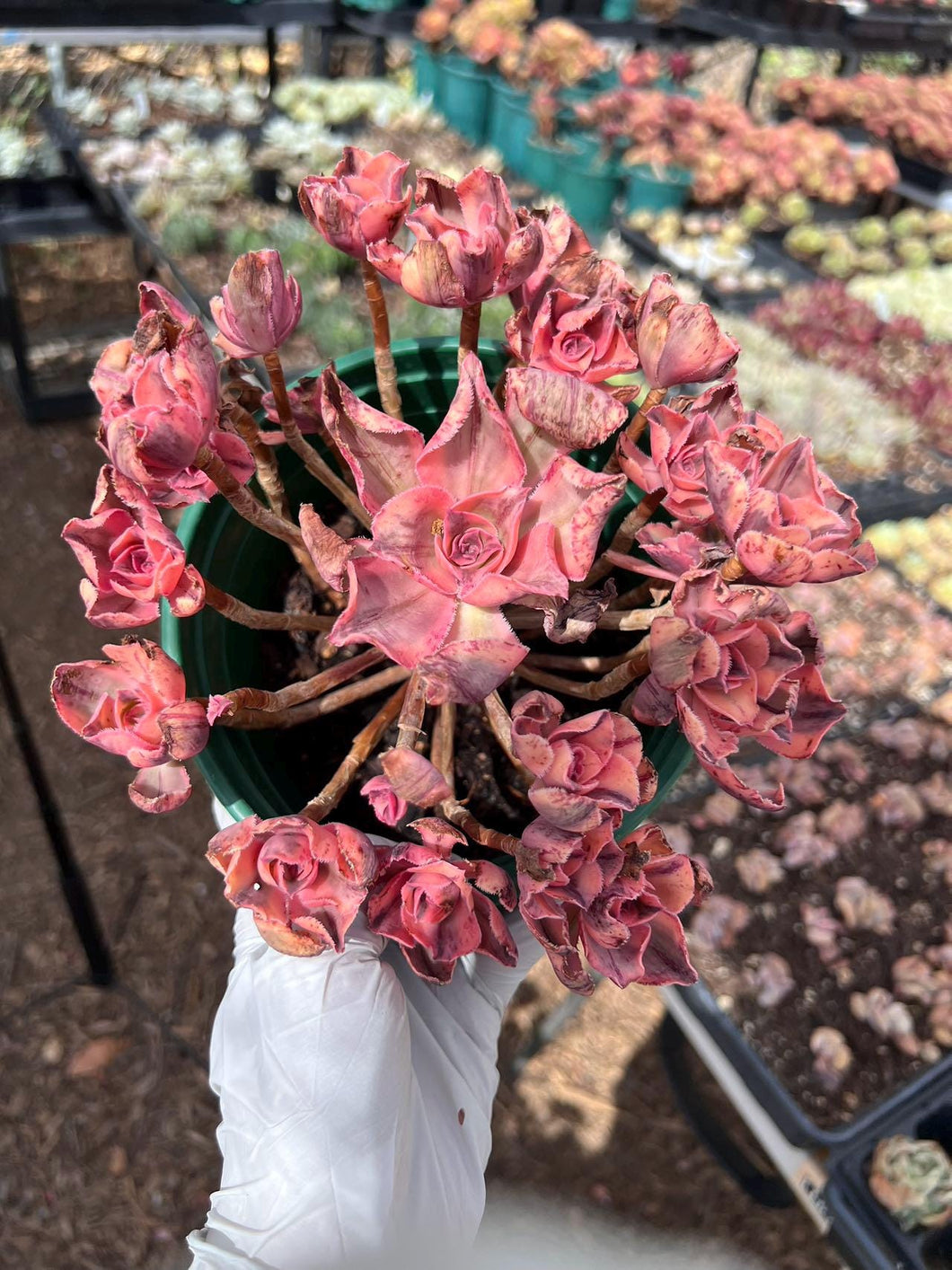 Aeonium qinghua porcelain