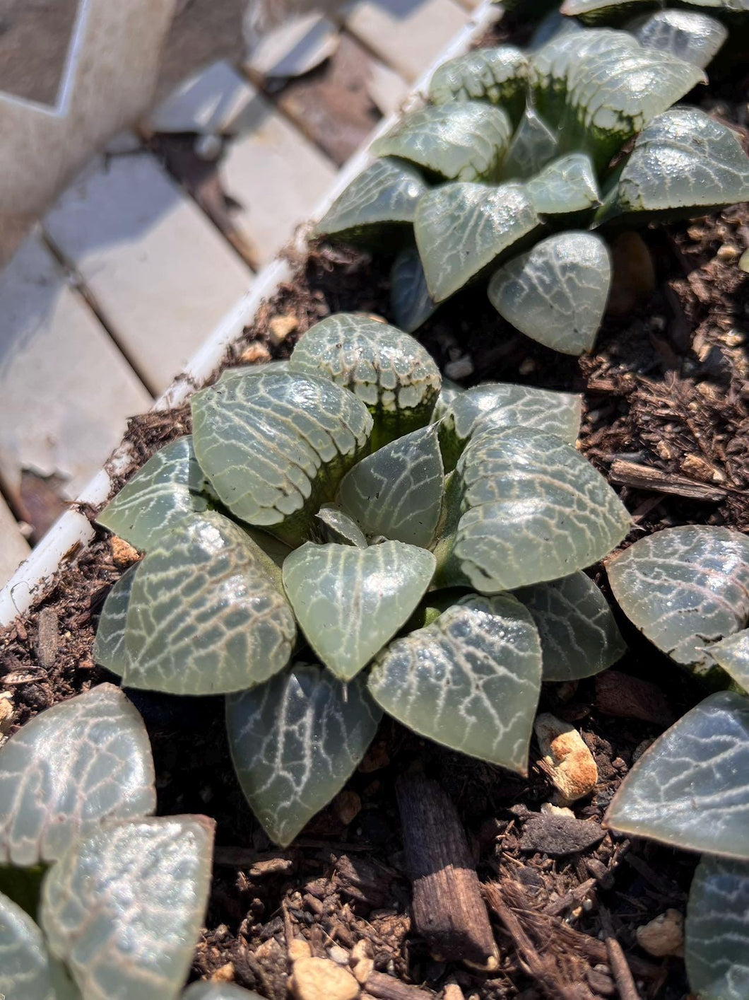 succulent plants 101 Haworthia crystal 101/N suishou 101 Rare Succulent Live Plant Live Succulent Cactus