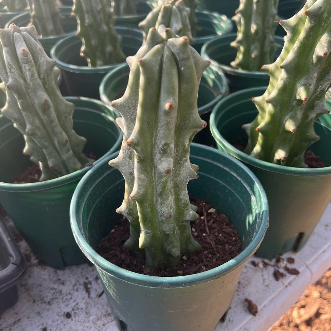 Stenocereus beneckei