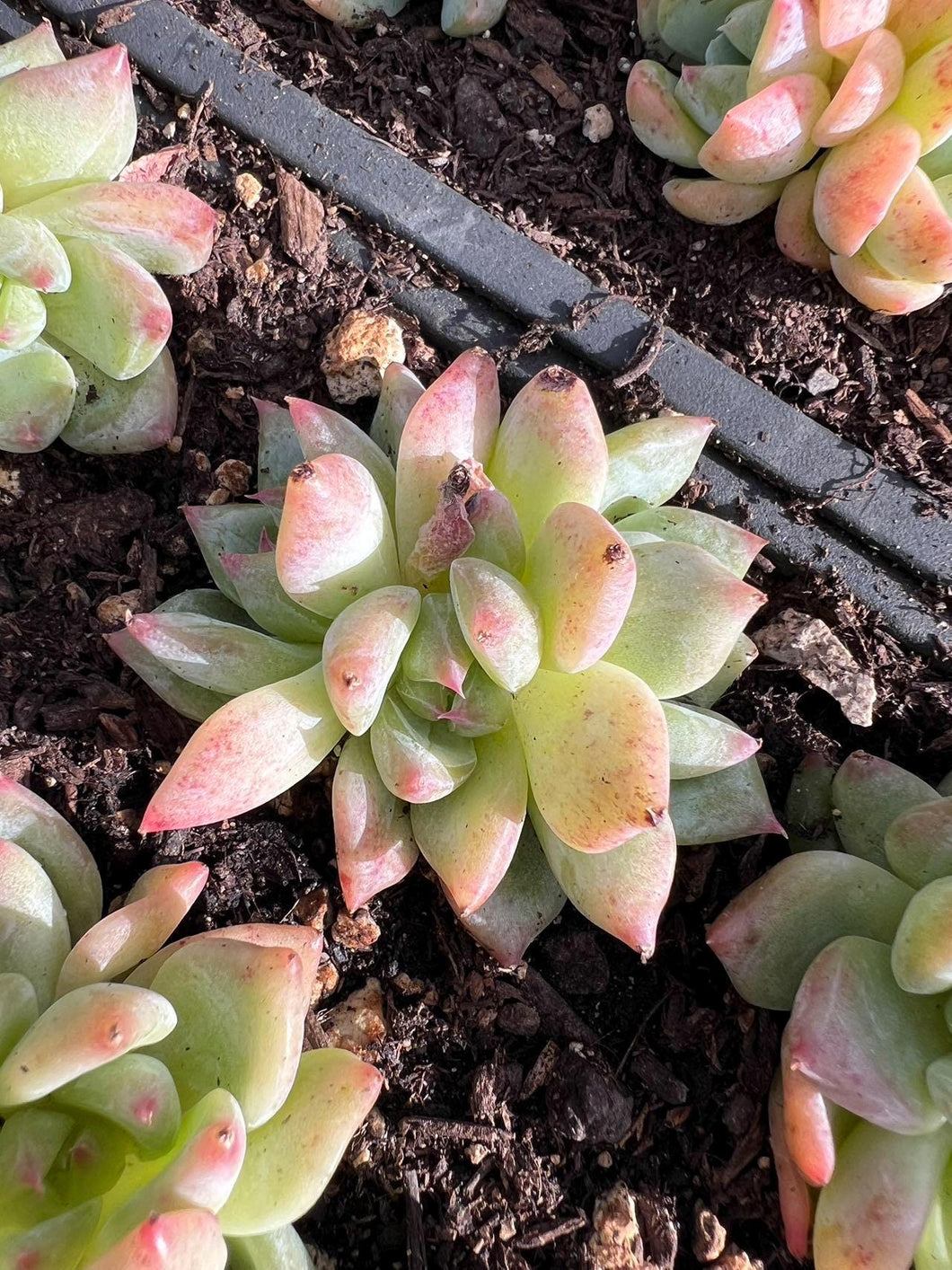 rare white succulent Echeveria white ratam Rare Succulent Live Plant Live Succulent Cactus