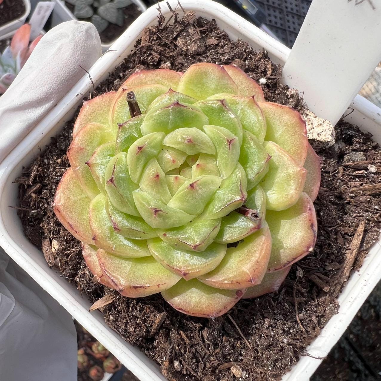 succulent plants such as cacti or pineapple Echeveria pineapple pie Rare Succulent Live Plant Live Succulent Cactu – cactus cat succulents