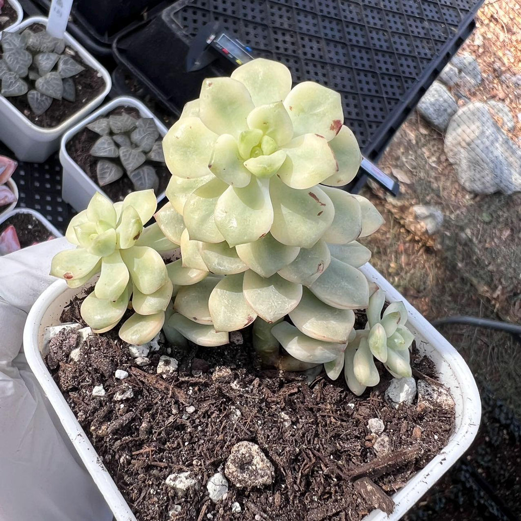 rare variegated succulents Echeveria tango variegated Rare Succulent Live Plant Live Succulent Cactus